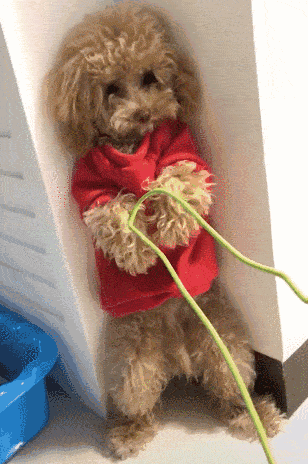 跟风买的“泰迪犬”，本以为交了智商税，实际越养越上瘾