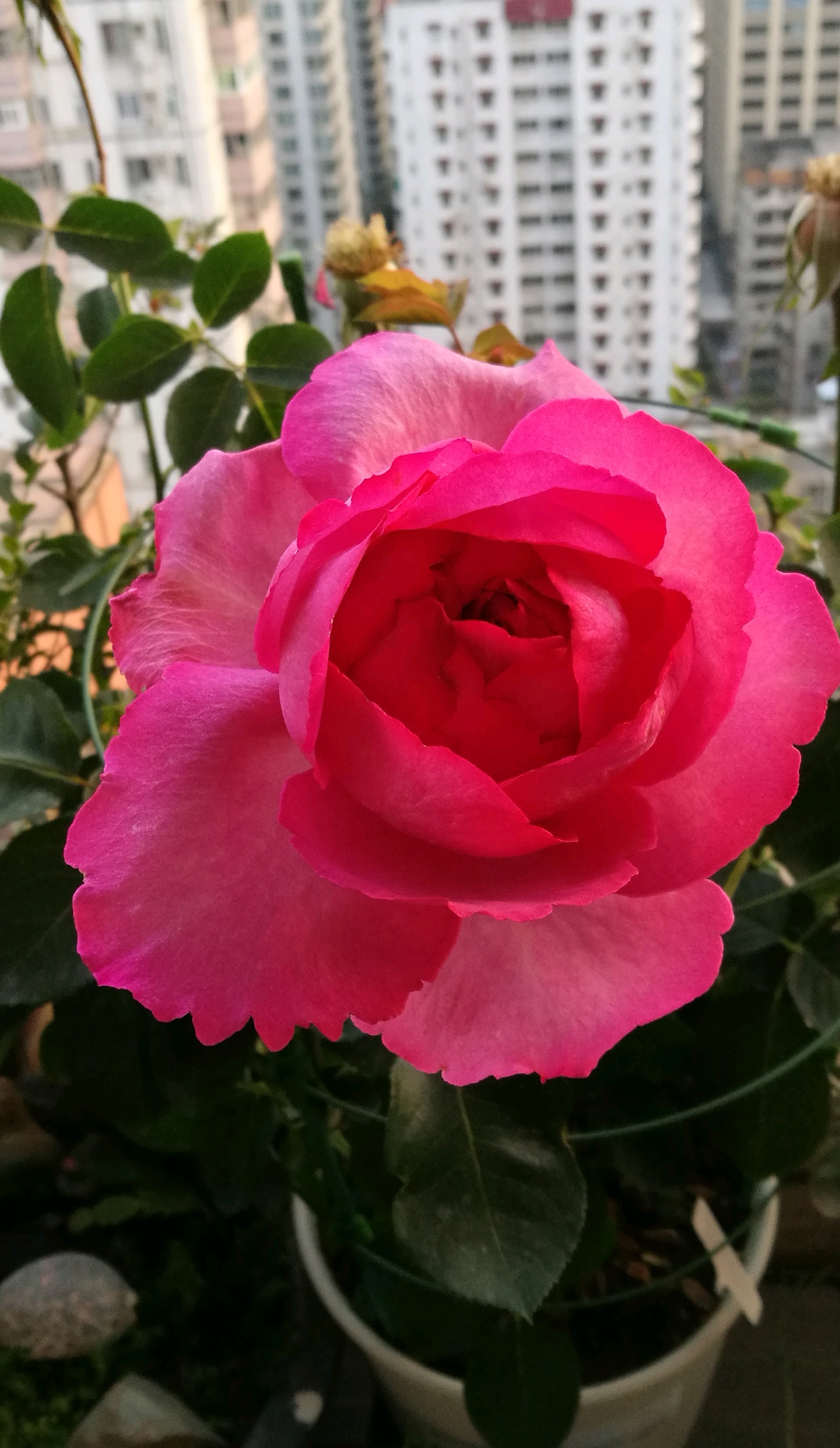 浓香月季第一名（一款美如牡丹的月季花大色美）