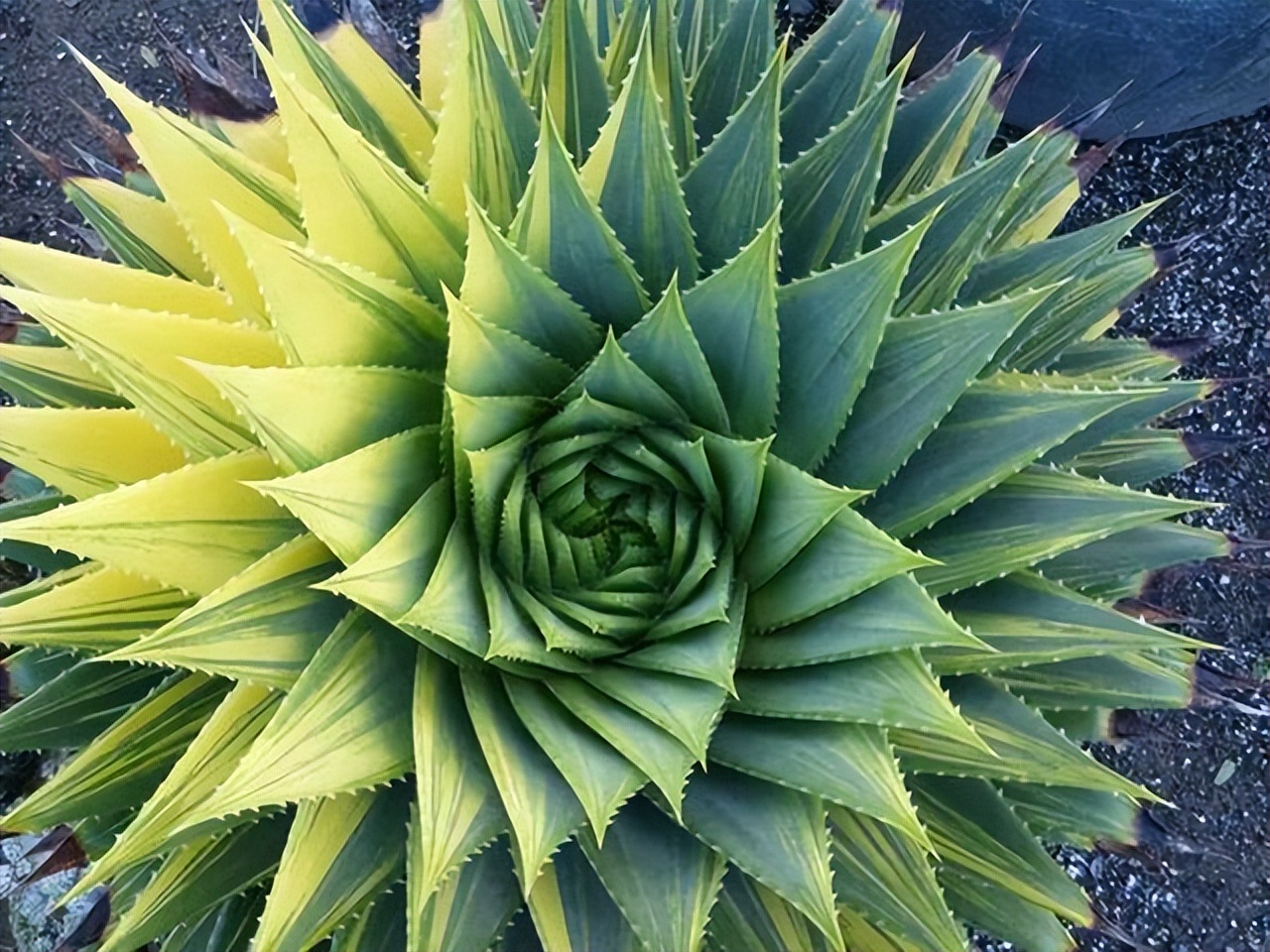 什么是木立芦荟（木立芦荟的养护知识和功效）