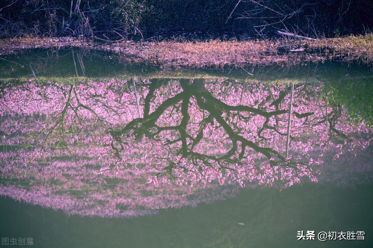 仲春春雨桃花美诗五首：二月桃花春雨里，夹岸桃花蘸水开