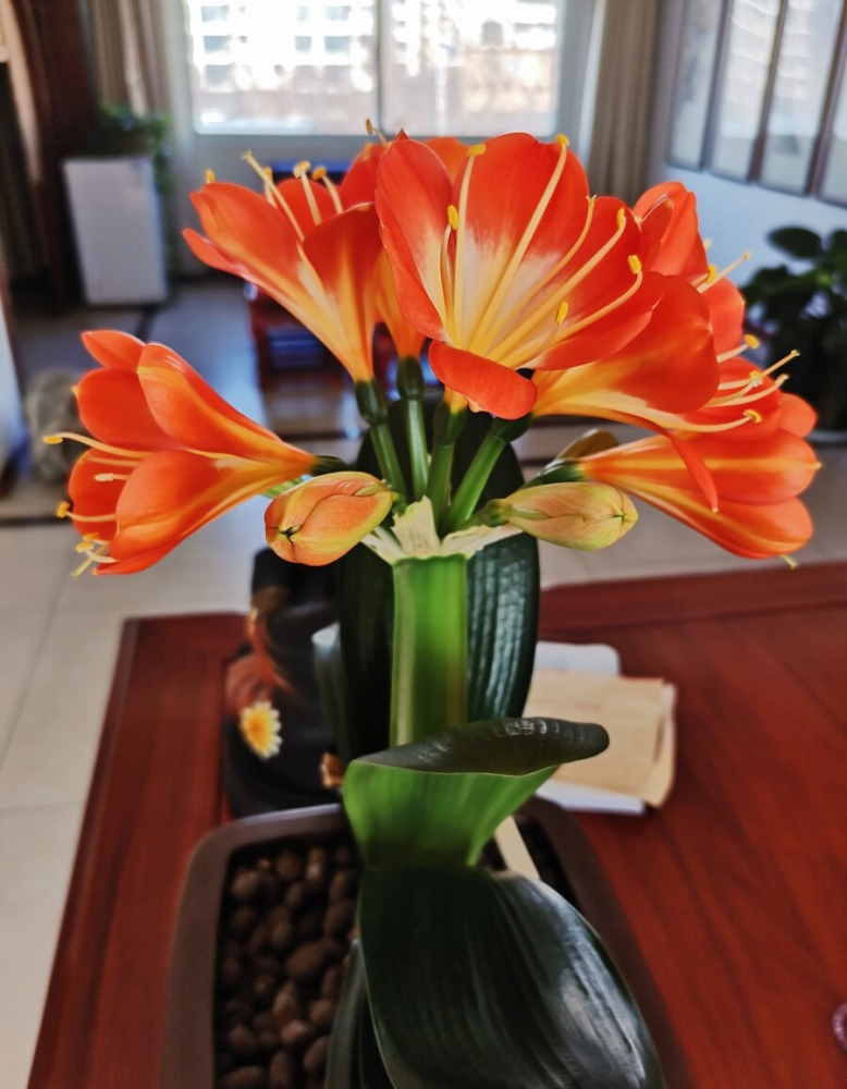 客厅养花“讲究大”，别随便，这6种，贵气不俗，养人旺家