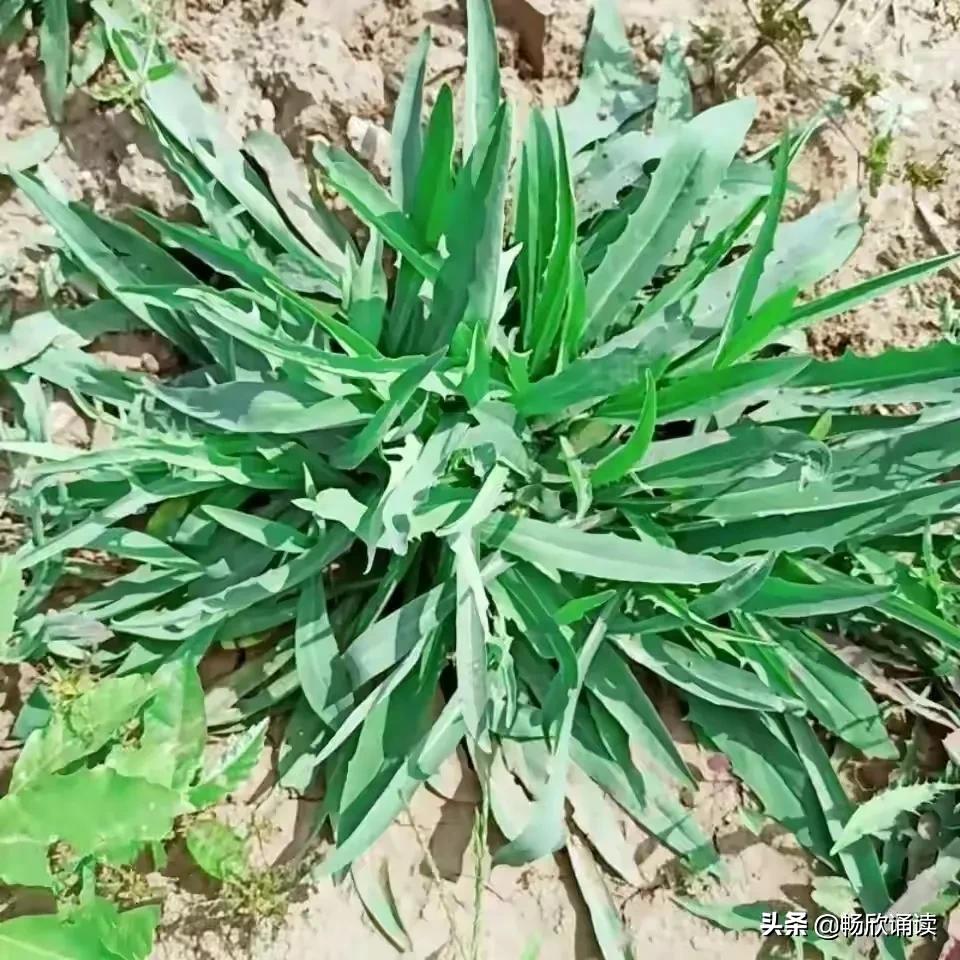 夏至草的作用与功效（春天常见的野菜图鉴）