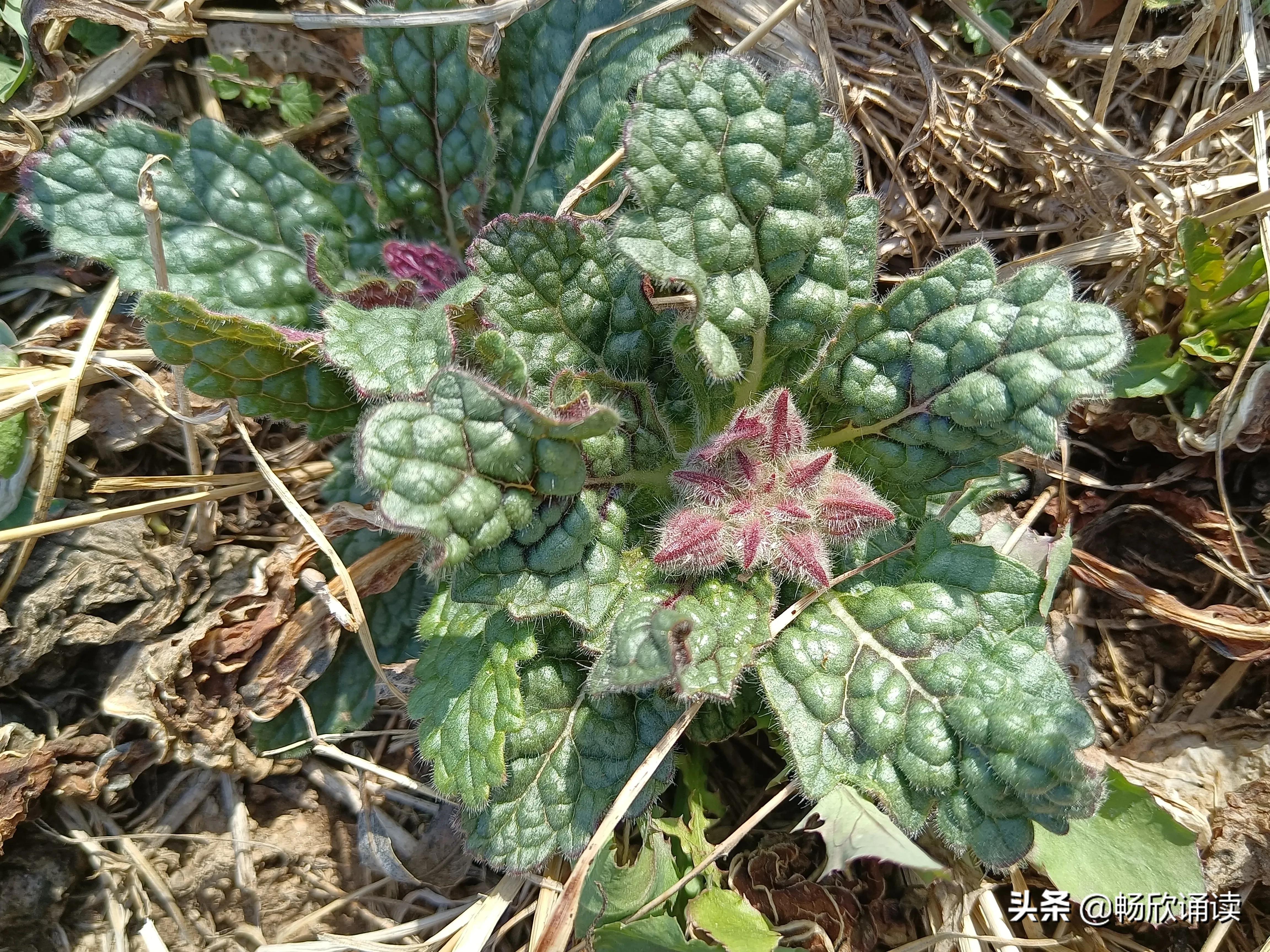 夏至草的作用与功效（春天常见的野菜图鉴）