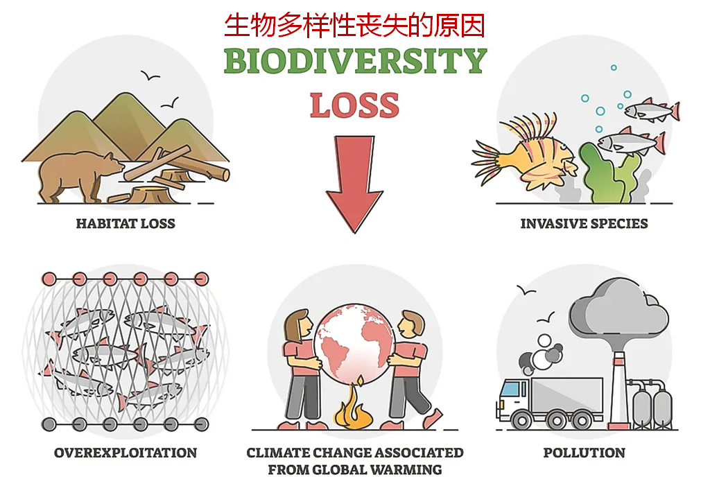 生物多样性减少 丧失图片