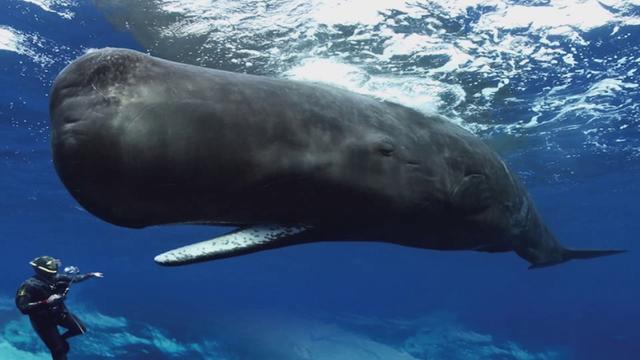 实现龙涎香自由？中国科学家新发现，或有抹香鲸在南海“常住”