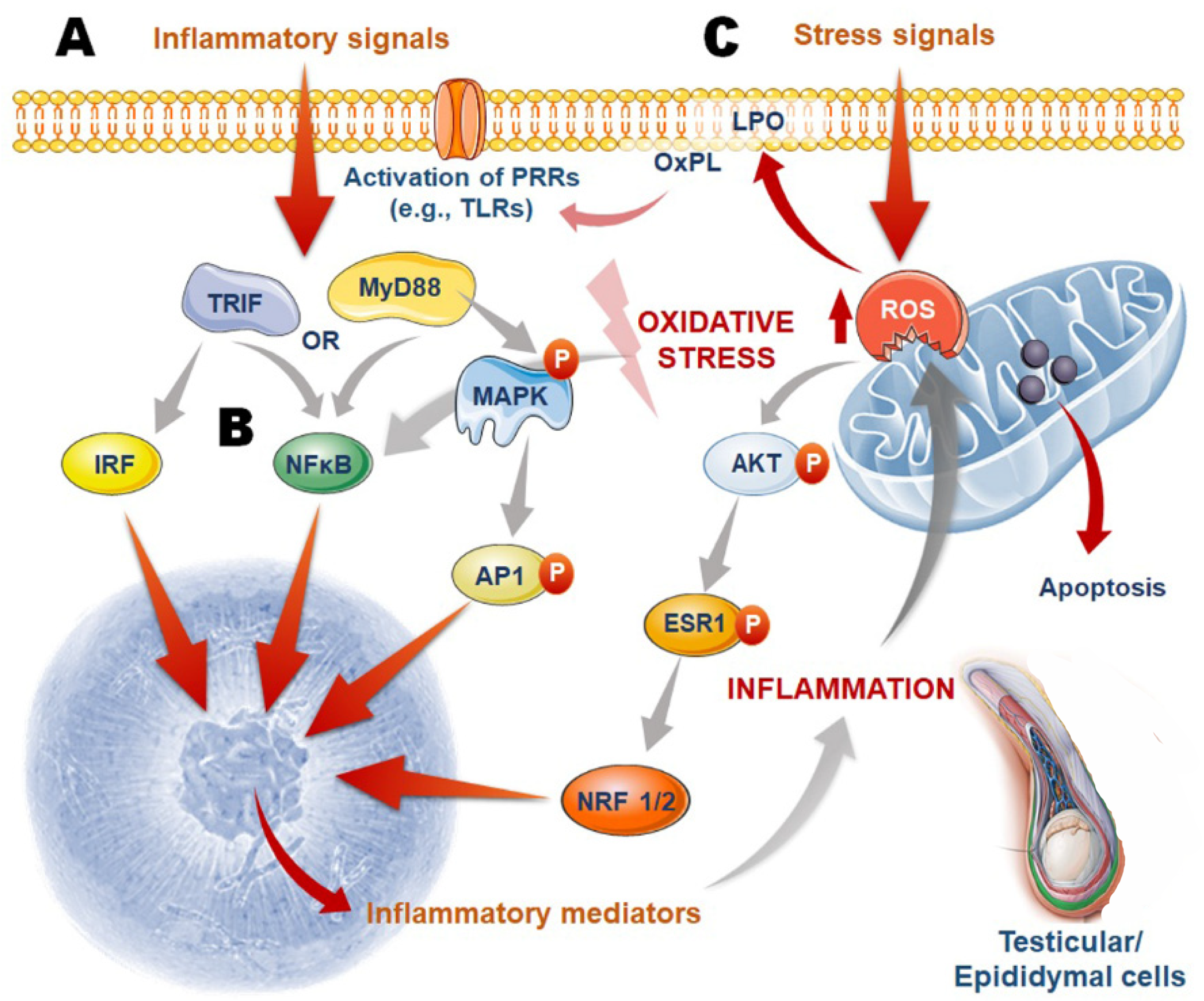美国科学院公布睾丸上有味蕾？国外网友争相实验，用酱油泡“蛋”