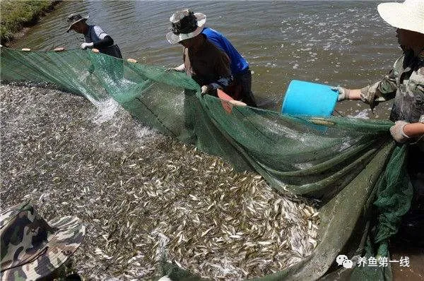 提高鱼类运输成活率的药物处理技术