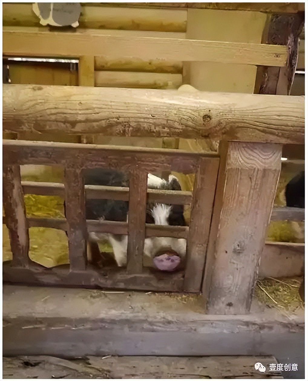 两个日本农场教会你，养猪农场如何变身萌猪乐园