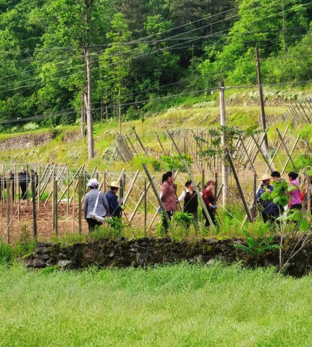 山阳县人民检察院助力黄泥河村发展种植赋能乡村振兴