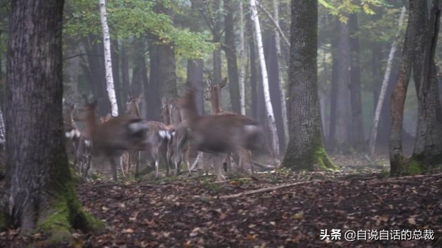 超能力真的存在吗(超级血液，器官再生、百毒不侵，这是人们认为它是仙兽真正的原因)