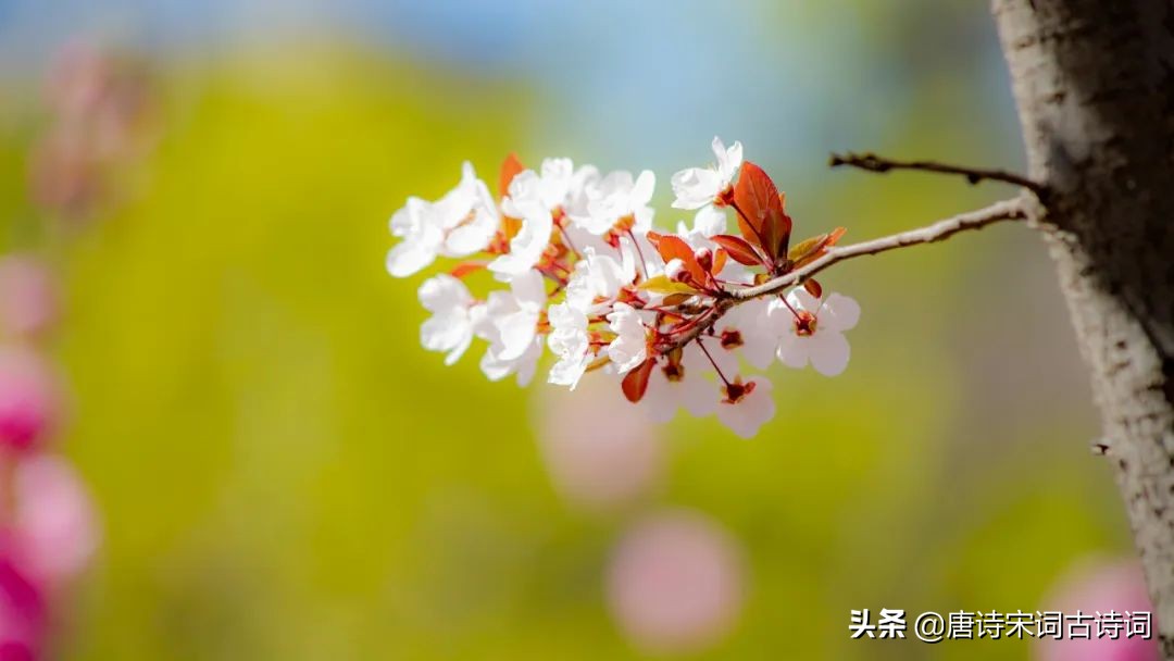 看遍春花，春未老