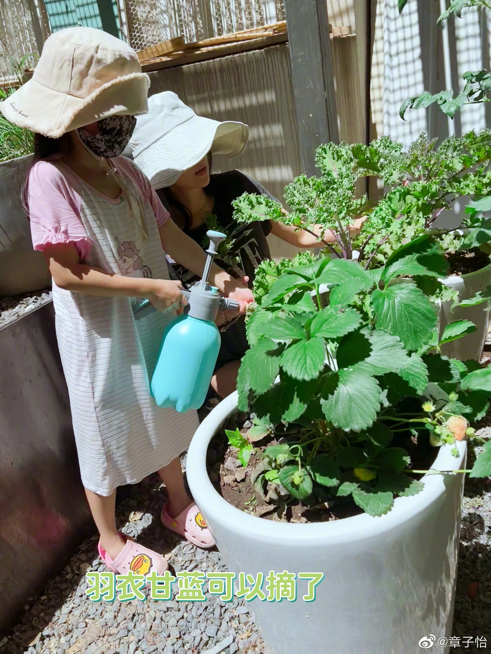 是女明星也是“菜农”！柳岩吃过刘亦菲种的茄子，张馨予家有农场
