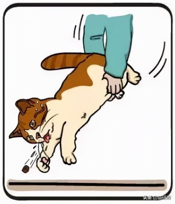 猫咪吃东西噎住，严重可致命！1分钟学会急救方法