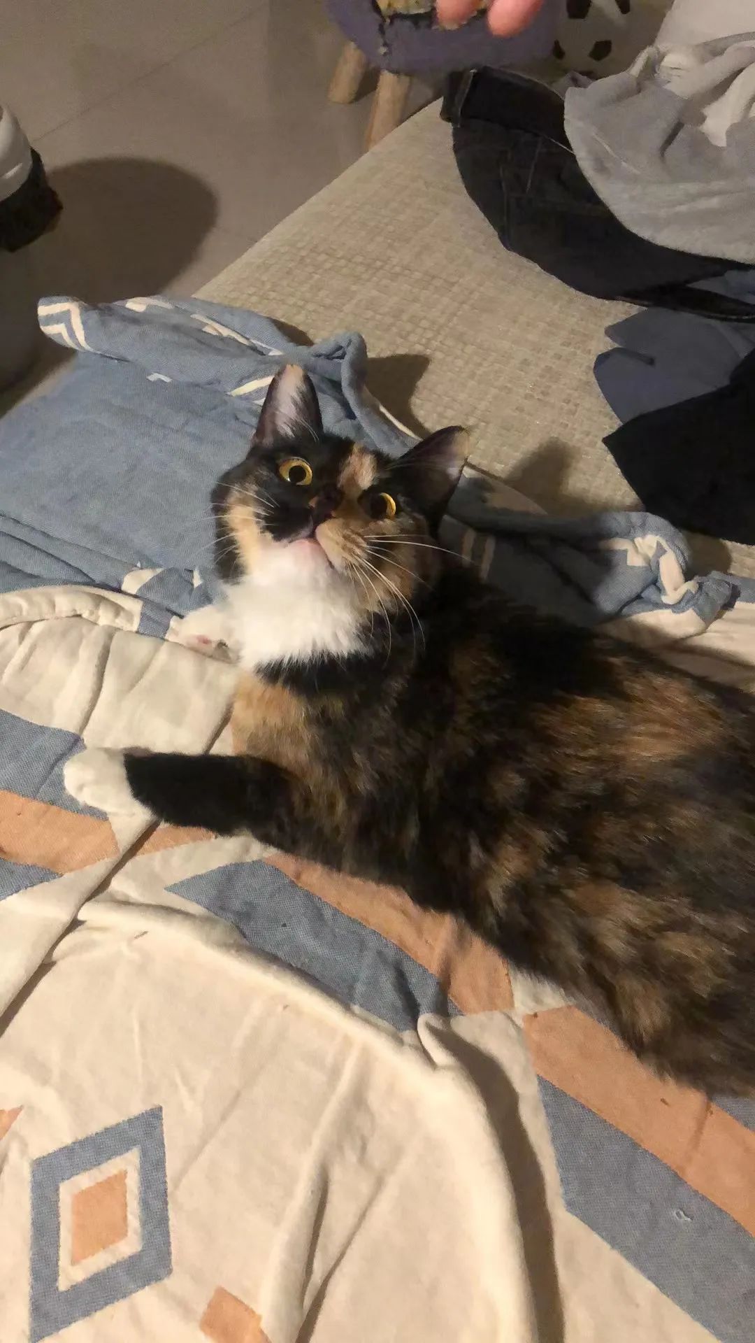 超稀有的三花公猫到底长啥样?这回我终于见到了.