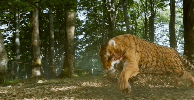 投资3亿，印度版《战狼》！冰火交融，群情激愤，稳居票房冠军