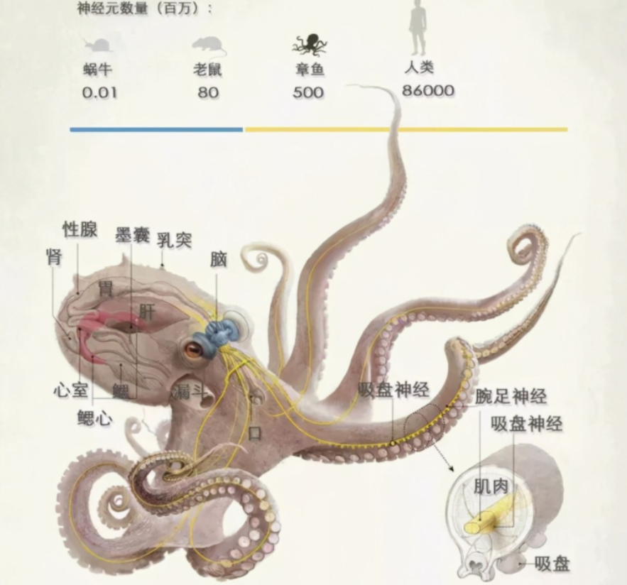 为什么章鱼预测世界杯那么准(章鱼是不是本地的鱼？多个证据表明，科学家的怀疑可能是对的)