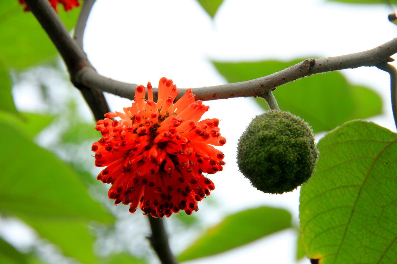 农村70-80后常吃的5种野果,有多少人还记得,想吃的快来采摘