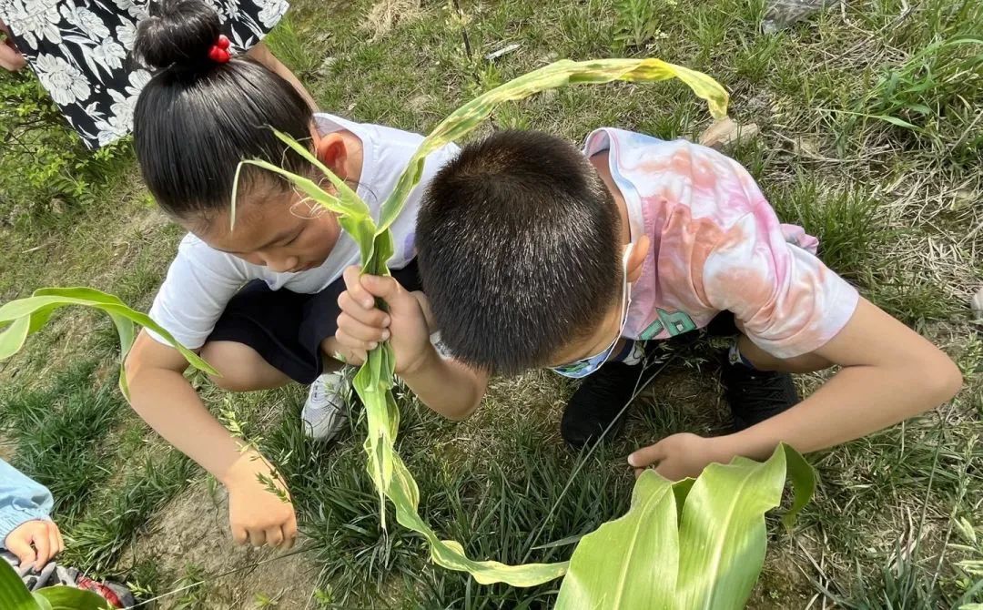 习节气·承传统|记成都高新区朝阳小学丰富多彩的立夏节气主题活动