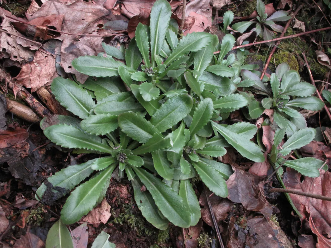 "雪里开"的植物还有哪些?