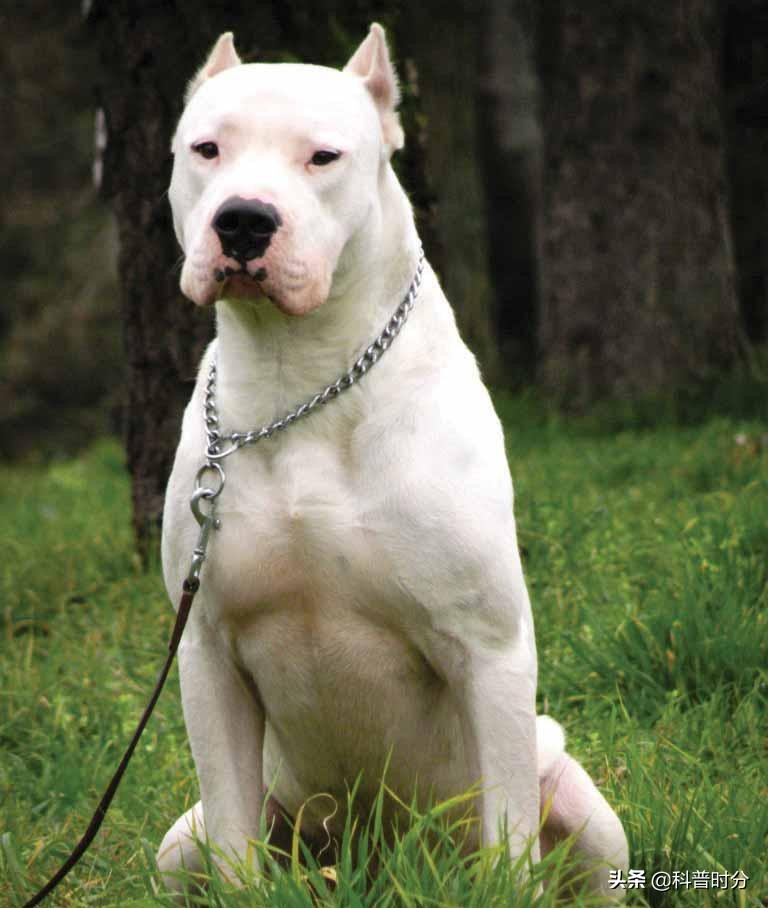 世界上兇猛的十種狗，日本土佐犬上榜，藏獒排名第二