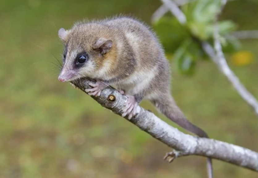 为什么南美的小山猴，“长得像”澳洲的袋鼠？