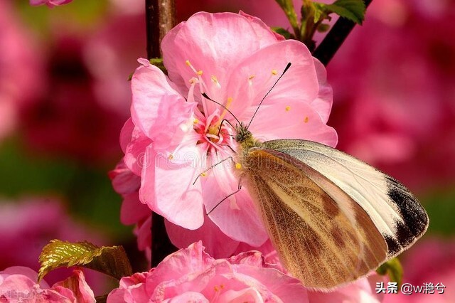 春天的颜色——红白黄紫绿