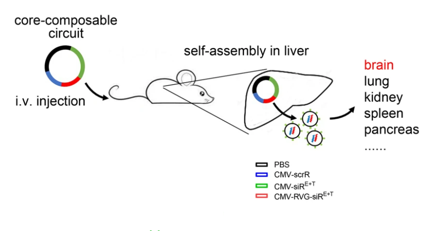 「南京学派」张辰宇：体内自组装的第三代RNAi治疗技术进入产业化