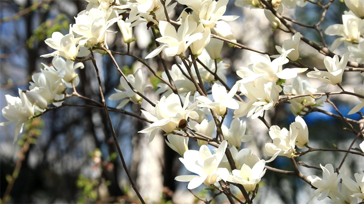 白玉兰花的花语和寓意（详解白玉兰代表的含义）