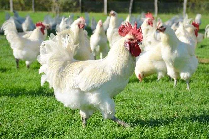 世界上最贵的六种鸡，中国名鸡上榜，一只鸡就价值一套豪宅