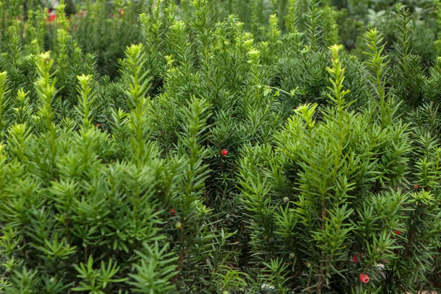 一棵几十万？19人盗伐保护植物被抓！红豆杉为何被人称为植物黄金