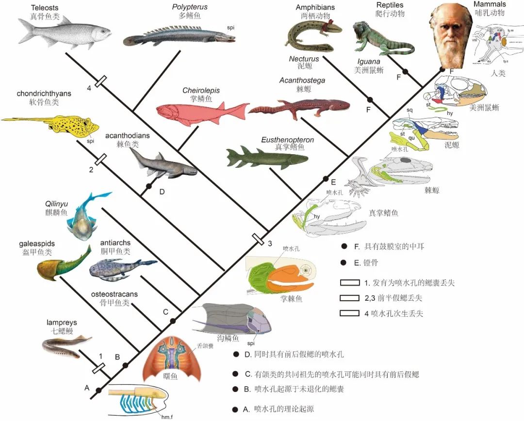 长达200年的解谜过程：鱼类曾经用我们的耳朵来呼吸