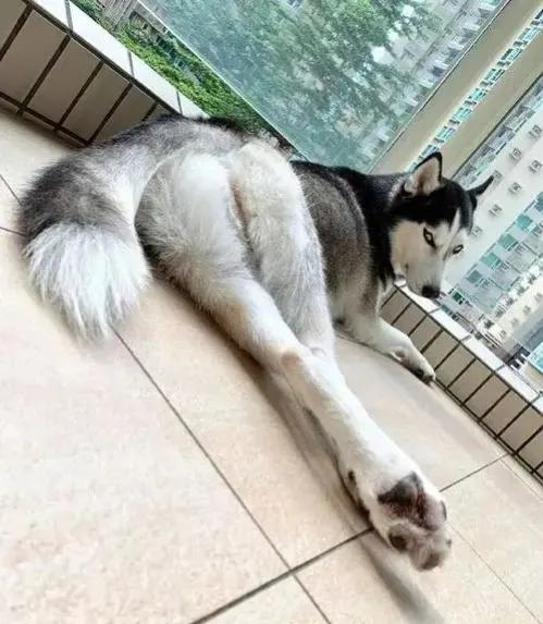 沙雕二哈朋友圈,小心逗坏你宝宝,今天你发了吗?