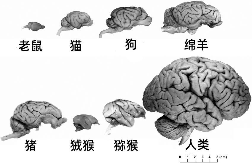 人类最高智商是多少(人类的大脑正在逐渐萎缩) - 青木春
