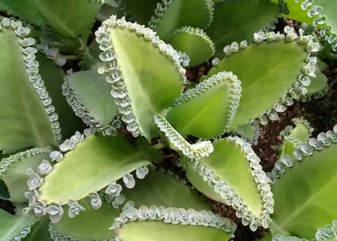 喜阳喜水喜旱怎么养不容易死科普