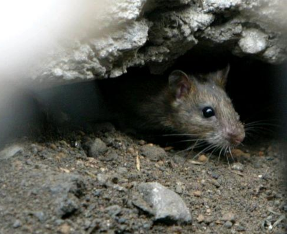 老鼠在人工的“天堂”里生活600天，走向灭亡，这难道是一个安逸的结局吗。