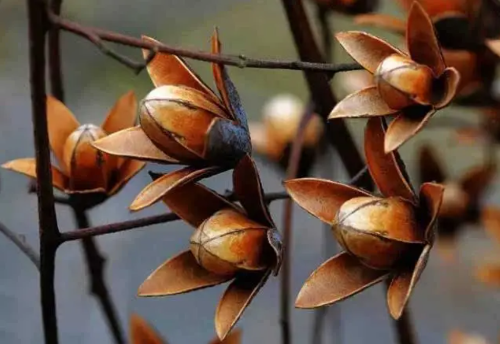 臭椿树入侵美国成灾,每年花上亿消灭,在中国为何却无法豪横呢?