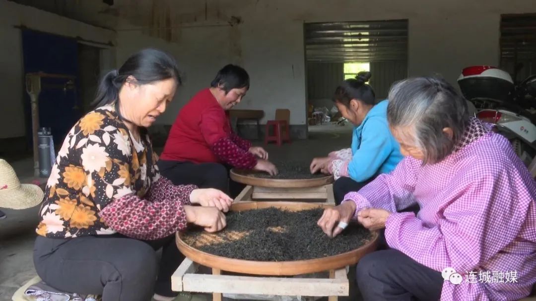 「全面推進鄉村振興」連城宣和：茶園飄香采茶忙
