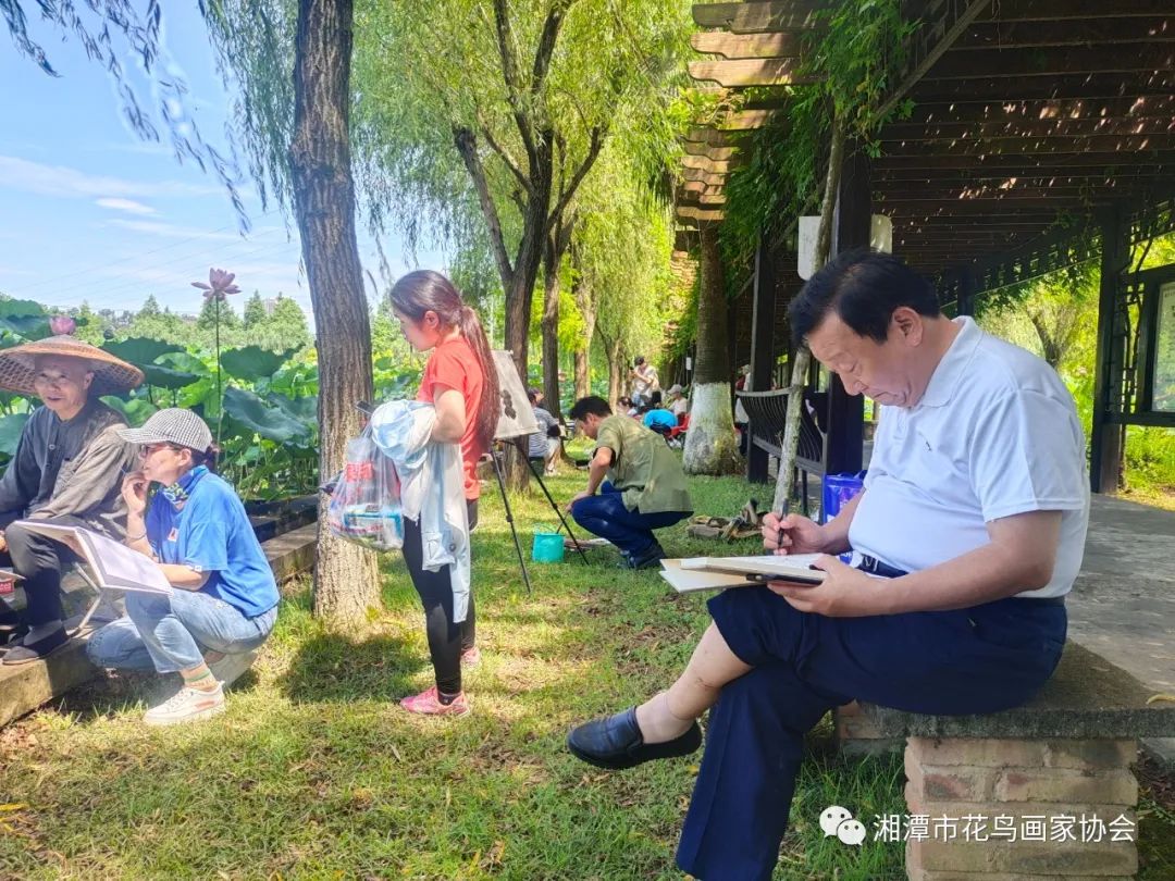 湘潭市花鸟画家协会盘龙大观园荷花写生活动圆满成功