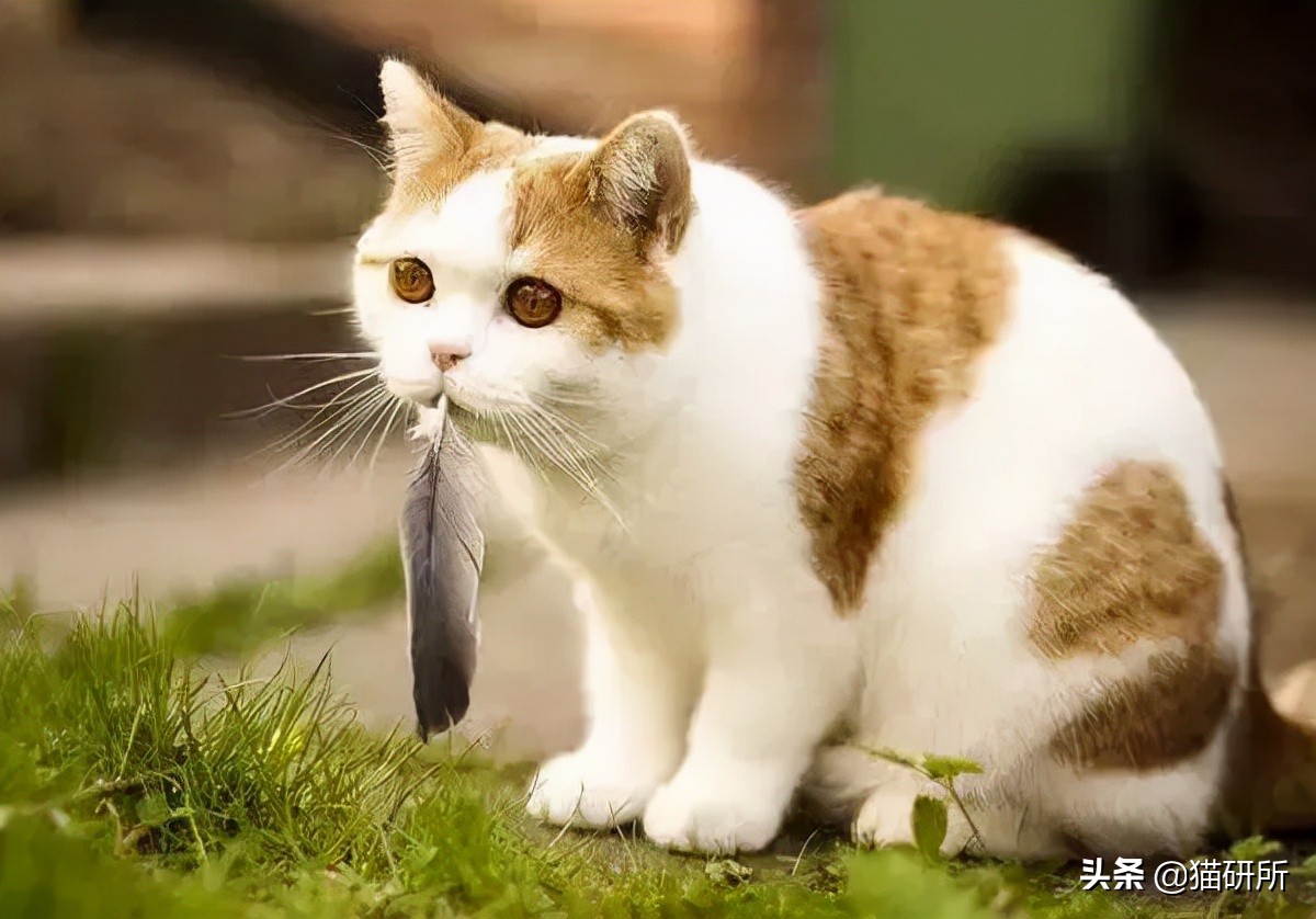 猫咪喉咙卡住异物怎么办？紧急处理方法分享