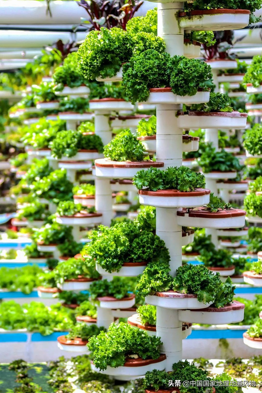 助力蔬菜自由，山东、河南、河北、江苏四省，种菜到底有多猛？