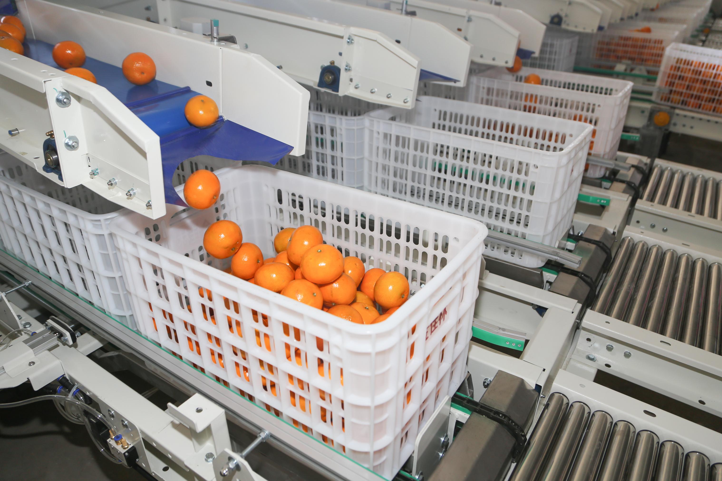 广西区内一流的沃柑分选服务企业,为客户提供高效标准化水果分选服务