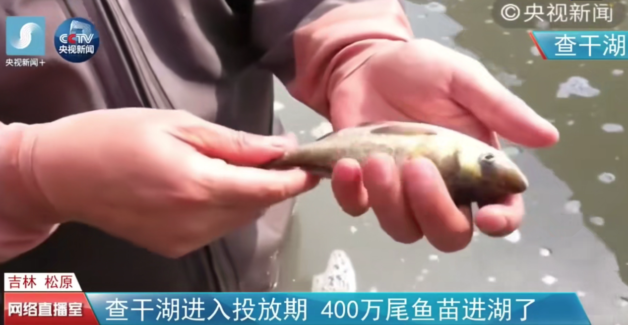 查干湖头鱼拍出2999999元！查干湖年年大丰收，哪来那么多的鱼？