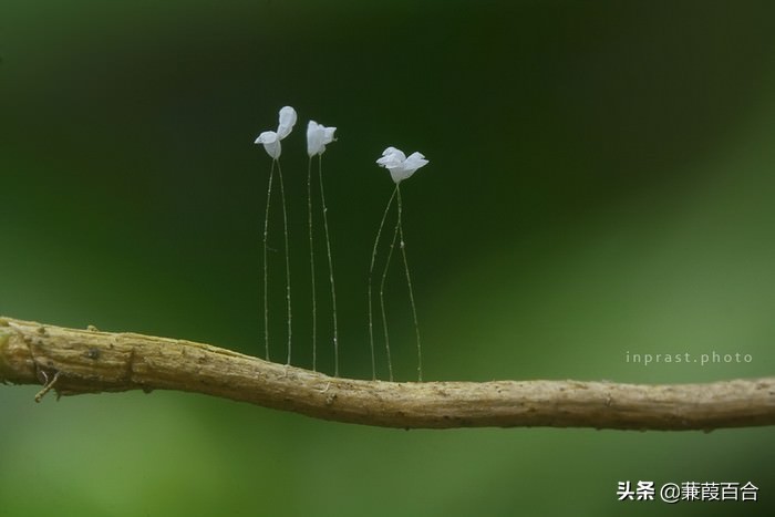 世界上最不寻常但最独特的10种花