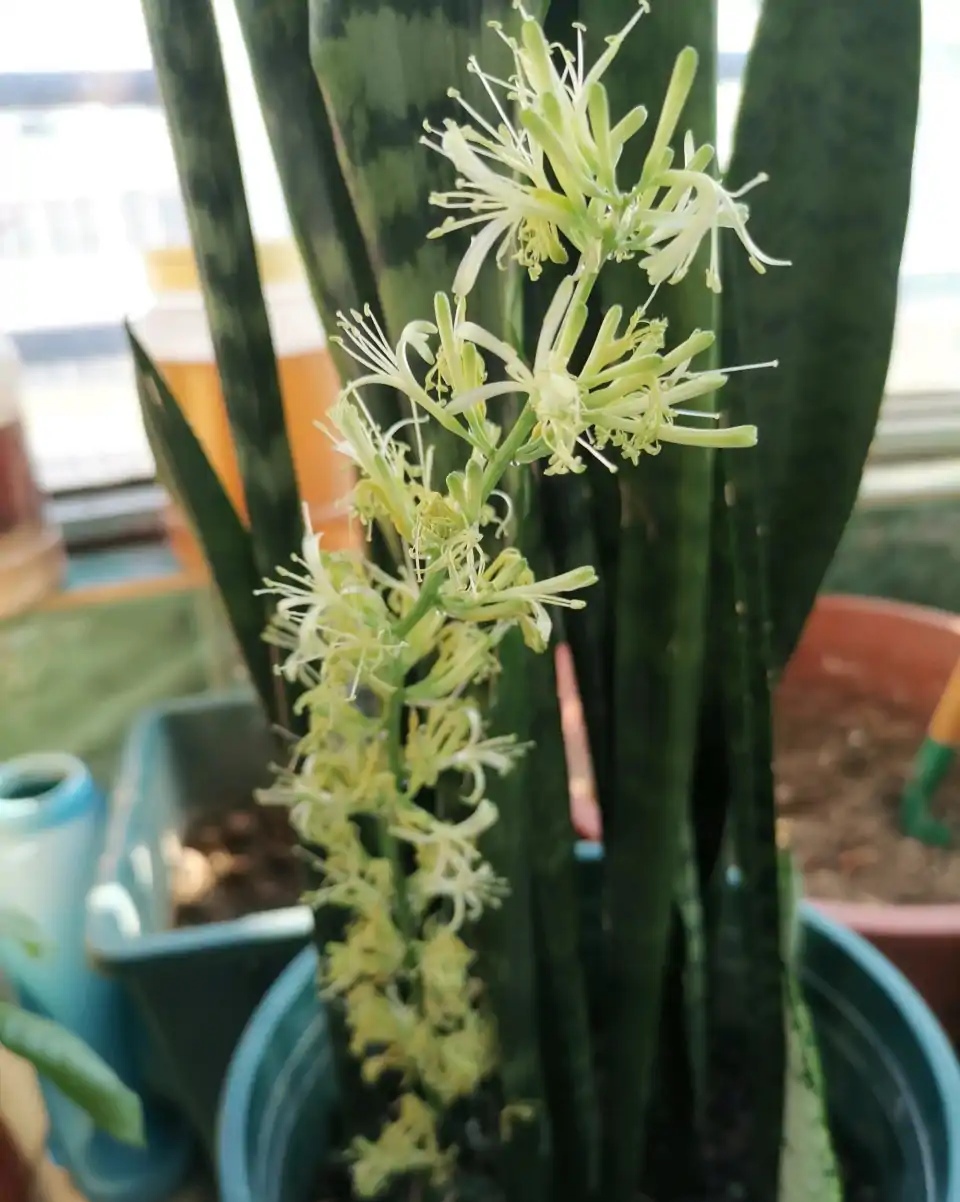 室内植物大全（40款超治愈的家居绿植介绍）