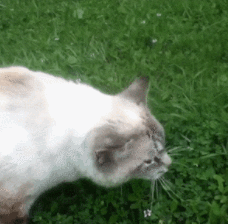 猫咪吃东西噎住，严重可致命！1分钟学会急救方法