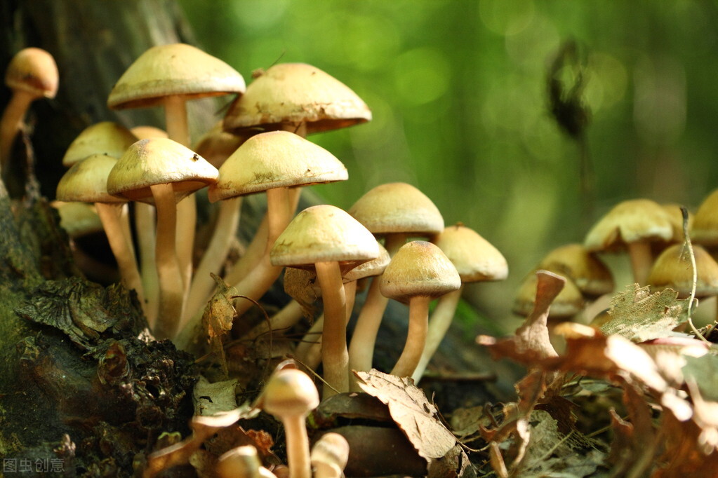 吃菌季来了，有人吃野生蘑菇中毒！越好看的蘑菇越有毒吗？别乱吃
