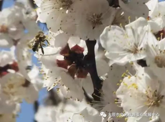 线上展览|“山河春意 锦绣太原——花的世界”主题摄影线上图片展（十三）