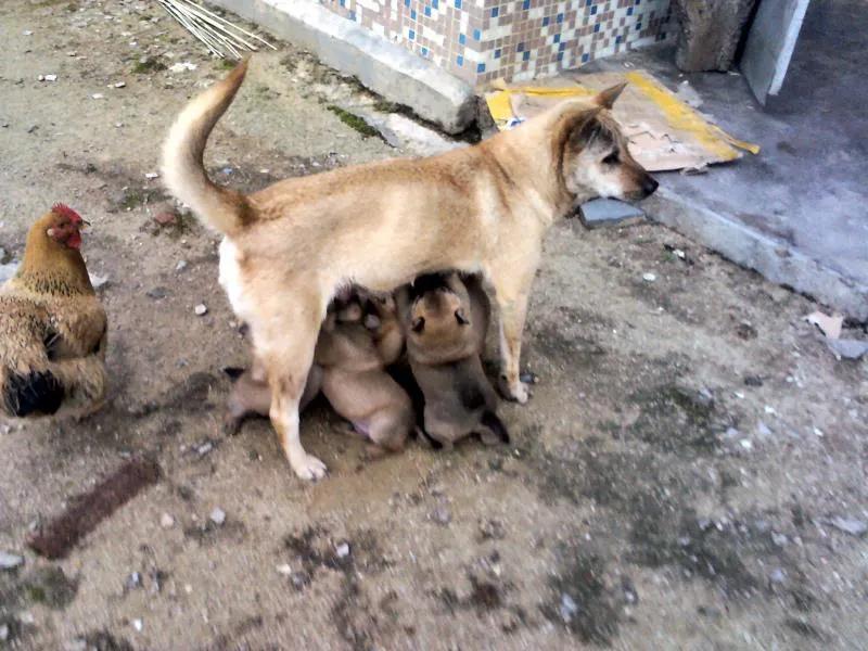 鸡犬相闻,鸡飞狗跳,鸡犬不宁,偷鸡摸狗,淮王鸡狗,鸡和狗的成语不少,但