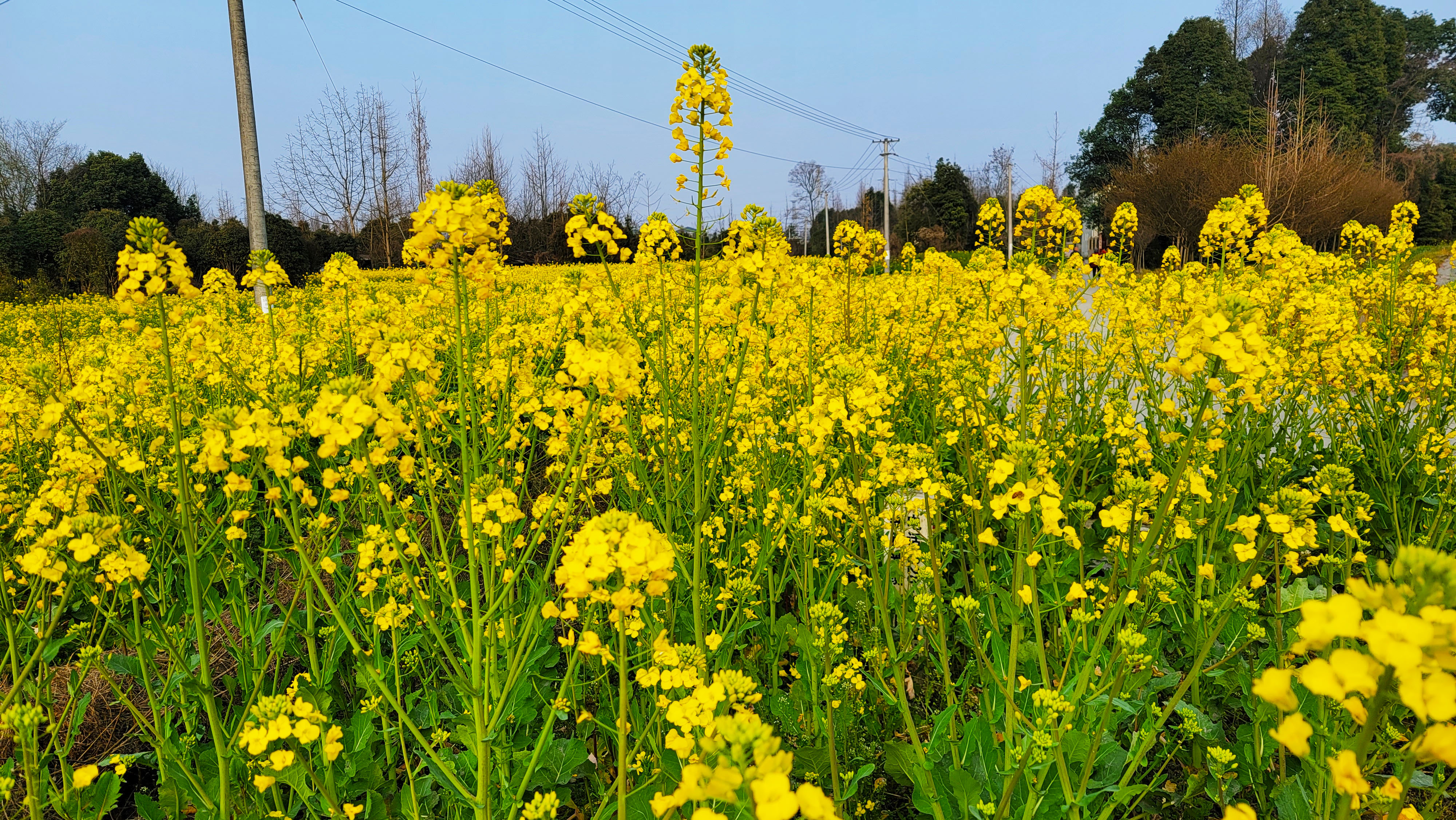 惠风吹拂菜花芳 蝶恋蜂追采蜜忙