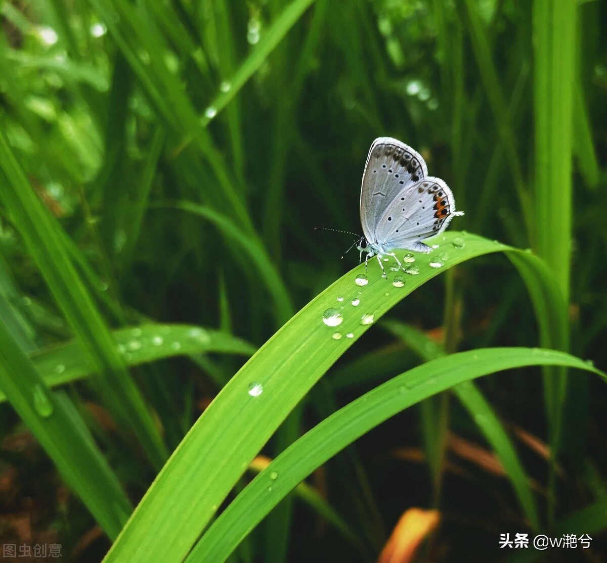 春天的颜色——红白黄紫绿